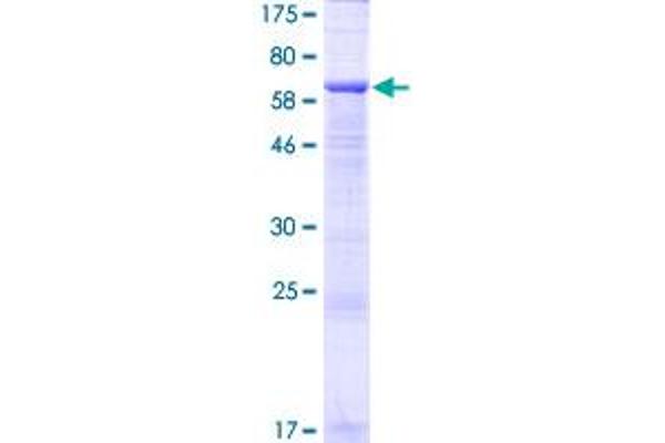 LINS Protein (AA 1-436) (GST tag)