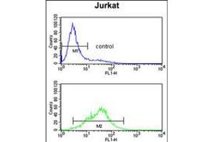Flow cytometry analysis of Jurkatcells (bottom histogram) compared to a negative control cell (top histogram). (POLD1 antibody  (AA 710-739))