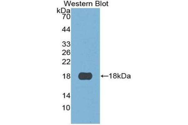 S100A3 Antikörper  (AA 1-101)
