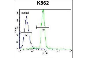 Flow cytometric analysis of K562 cells (right histogram) compared to a negative control cell (left histogram). (CLIP3 antibody  (C-Term))