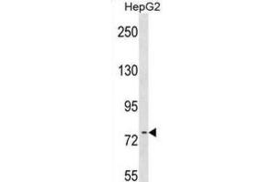 Western Blotting (WB) image for anti-RRN3 RNA Polymerase I Transcription Factor (RRN3) antibody (ABIN2999362) (RRN3 antibody)
