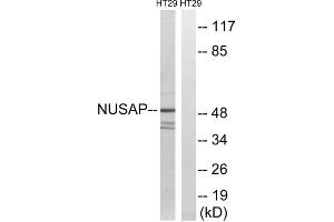 Western blot analysis of extracts from HT-29 cells, using NUSAP1 antibody. (NUSAP1 antibody  (C-Term))