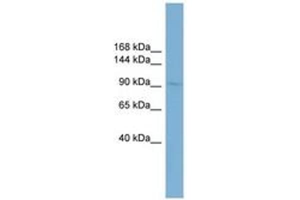 FIL1L antibody  (AA 539-588)