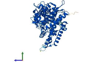 AlphaFold protein structure predicition of Human Recombinant CYP1A1 Protein, UniprotID P04798 (CYP1A1 Protein (AA 1-512) (His tag))