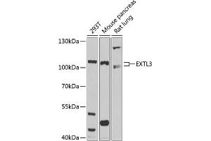 Western blot analysis of extracts of various cell lines, using EXTL3 antibody (ABIN1679782, ABIN3018195, ABIN3018196 and ABIN6220395) at 1:1000 dilution. (EXTL3 antibody  (AA 52-220))