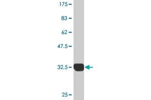 Western Blot detection against Immunogen (32. (SH3G2 antibody  (AA 64-124))
