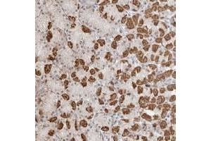Immunohistochemical staining of human stomach with POLR3GL polyclonal antibody  strong cytoplasmic positivity in glandular cells at 1:1000-1:2500 dilution.