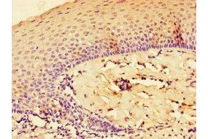 Immunohistochemistry of paraffin-embedded human tonsil tissue using ABIN7156895 at dilution of 1:100 (IL-33 antibody  (AA 123-276))