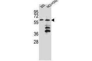 PRAMEF12 Antibody (Center) western blot analysis in 293,NCI-H292 cell line lysates (35µg/lane). (PRAMEF12 antibody  (Middle Region))