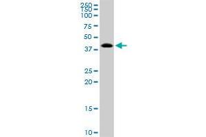 TARBP2 MaxPab polyclonal antibody. (TARBP2 antibody  (AA 1-366))