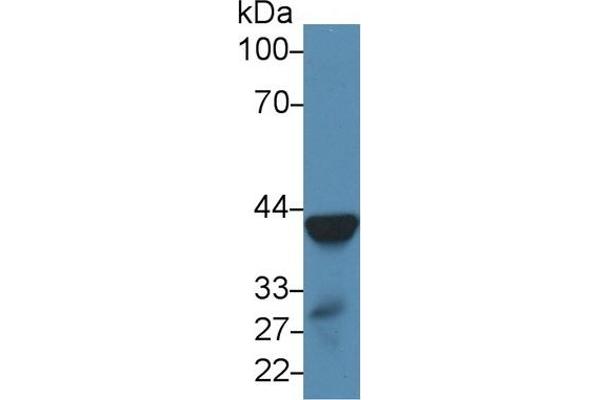 ARG antibody  (AA 1-323)