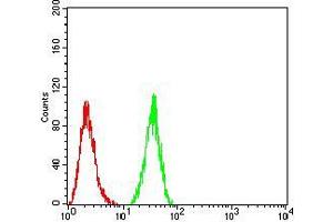 Flow cytometric analysis of HeLa cells using HDAC4 mouse mAb (green) and negative control (red). (HDAC4 antibody  (AA 456-592))