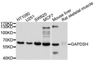 Western blot analysis of extracts of various cell lines, using GAPDHS antibody. (GAPDHS antibody  (AA 179-408))