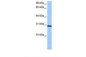 Image no. 1 for anti-Ankyrin Repeat and SOCS Box-Containing 11 (ASB11) (AA 204-253) antibody (ABIN6738785) (ASB11 antibody  (AA 204-253))