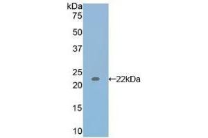 Detection of Recombinant IL17, Canine using Polyclonal Antibody to Interleukin 17 (IL17) (IL-17 antibody  (AA 1-155))