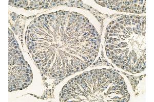 Rpb1 CTD Mouse Monoclonal Antibody at 1/100 staining rat testis tissue by IHC-P. (Rpb1 CTD antibody)