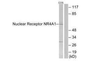 Western blot analysis of extracts from COS-7 cells, using Nuclear Receptor NR4A1 (Ab-351) antibody. (NR4A1 antibody  (Ser351))