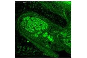 Sample Type:  Mouse Cochlea   Dilution:  1:500 (Neurogenin 1 antibody  (C-Term))