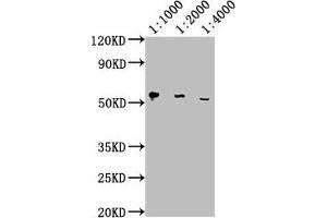 Western Blot Positive WB detected in: Hela whole cell lysate All lanes: PD-L1 antibody at 1:1000, 1:2000, 1:4000 Secondary Goat polyclonal to Mouse IgG at 1/10000 dilution Predicted band size: 33 kDa Observed band size: 55 kDa (PD-L1 antibody  (AA 19-238))