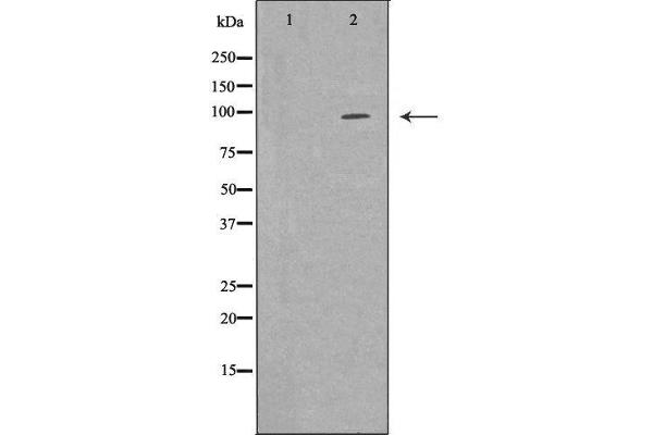 EPB41 antibody  (Internal Region)
