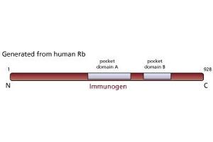 Image no. 2 for anti-Retinoblastoma 1 (RB1) (AA 514-610), (underphosphorylated) antibody (ABIN967418) (Retinoblastoma 1 antibody  (underphosphorylated))
