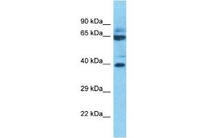 Host:  Rabbit  Target Name:  P2RX2  Sample Type:  THP-1 Whole Cell lysates  Antibody Dilution:  1. (P2RX2 antibody  (Middle Region))
