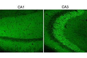 Indirect immunostaining of mouse hippocampus vibratome sections fixed with 1 % sodium-acetate at pH6 (dilution 1 :500). (UNC13A/Munc13-1 antibody  (AA 3-317))