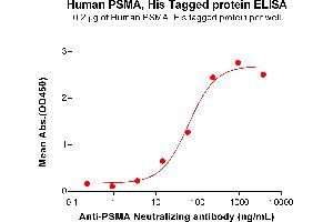 Folate Hydrolase (Prostate-Specific Membrane Antigen) 1 (FOLH1) (AA 44-750) protein (His tag)