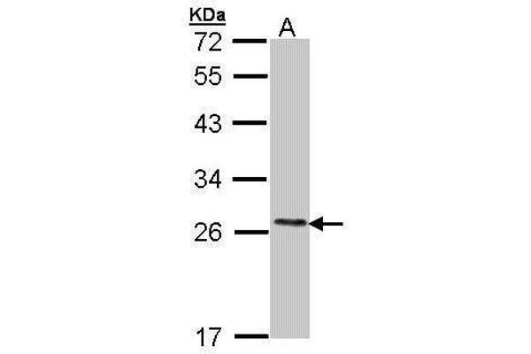 COMT antibody