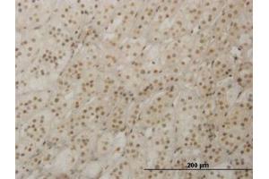 Image no. 1 for anti-Retina and Anterior Neural Fold Homeobox (RAX) (AA 104-206) antibody (ABIN466203) (RAX antibody  (AA 104-206))