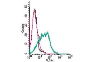 Cell surface detection of Histamine H1 Receptor in live intact human MEG-01 megakaryoblastic leukemia cells: (black line) Cells. (HRH1 antibody  (2nd Extracellular Loop))