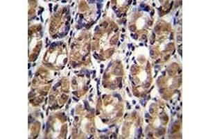 Axin-1 antibody immunohistochemistry analysis in formalin fixed and paraffin embedded human stomach tissue (Axin antibody  (AA 710-738))