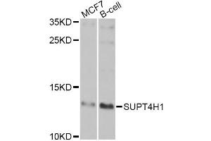 Western blot analysis of extracts of various cell lines, using SUPT4H1 Antibody (ABIN5975673) at 1/1000 dilution. (SUPT4H antibody)