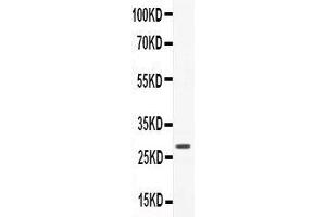 CNTF antibody  (AA 2-200)