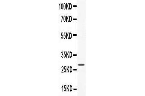 CNTF antibody  (AA 2-200)