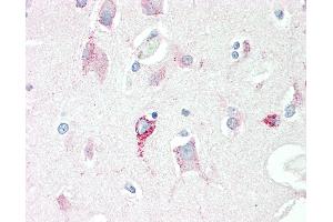 Anti-SRR / Serine Racemase antibody IHC staining of human brain, cortex. (SRR antibody)