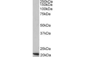 ABIN334401 (1µg/ml) staining of Human Placenta lysate (35µg protein in RIPA buffer).
