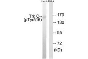 Western blot analysis of extracts from HeLa cells treated with serum 20% 15', using Trk C (Phospho-Tyr516) Antibody. (NTRK3 antibody  (pTyr516))
