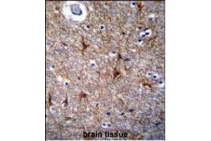 PRR16 Antibody (C-term) (ABIN655445 and ABIN2844975) immunohistochemistry analysis in formalin fixed and paraffin embedded human brain tissue followed by peroxidase conjugation of the secondary antibody and DAB staining. (PRR16 antibody  (C-Term))