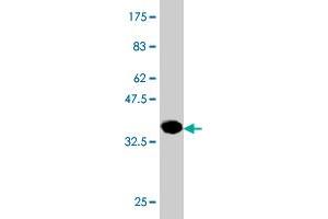 Western Blot detection against Immunogen (36. (PHOSPHO1 antibody  (AA 168-266))
