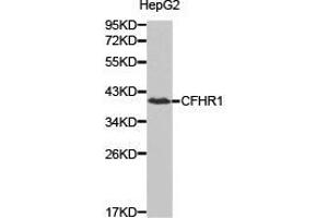 Western Blotting (WB) image for anti-Complement Factor H-Related 1 (CFHR1) antibody (ABIN1871806)