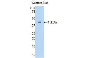 Western Blotting (WB) image for anti-Cubilin (Intrinsic Factor-Cobalamin Receptor) (CUBN) (AA 98-207) antibody (ABIN1858565) (CUBN antibody  (AA 98-207))