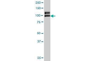 NDST1 monoclonal antibody (M01A), clone 1G10 Western Blot analysis of NDST1 expression in A-549 . (NDST1 antibody  (AA 38-136))