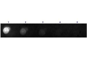 Dot Blot results of Donkey F(ab')2 Anti-Mouse IgG Antibody Phycoerythrin Conjugated. (Donkey anti-Mouse IgG (Heavy & Light Chain) Antibody (PE) - Preadsorbed)