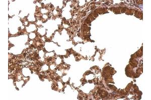 IHC-P Image Cyclophilin E antibody detects Cyclophilin E protein at nucleus and cytosol on mouse lung by immunohistochemical analysis. (PPIE antibody)