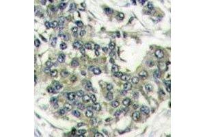 Immunohistochemistry (IHC) image for anti-Eukaryotic Translation Initiation Factor 4E (EIF4E) (AA 32-61) antibody (ABIN3030893)