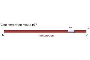 Image no. 1 for anti-Cyclin-Dependent Kinase Inhibitor 1B (p27, Kip1) (CDKN1B) antibody (ABIN967391) (CDKN1B antibody)