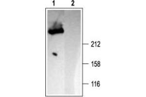 Western blot analysis of rat brain membranes: - 1. (ITPR1 antibody  (C-Term, Intracellular))