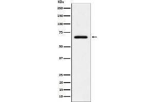 Western blot analysis of USP39 expression in HeLa cell lysate.