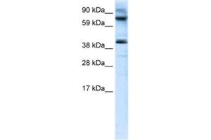 Western Blotting (WB) image for anti-MANSC Domain Containing 1 (MANSC1) antibody (ABIN2460922) (MANSC1 antibody)